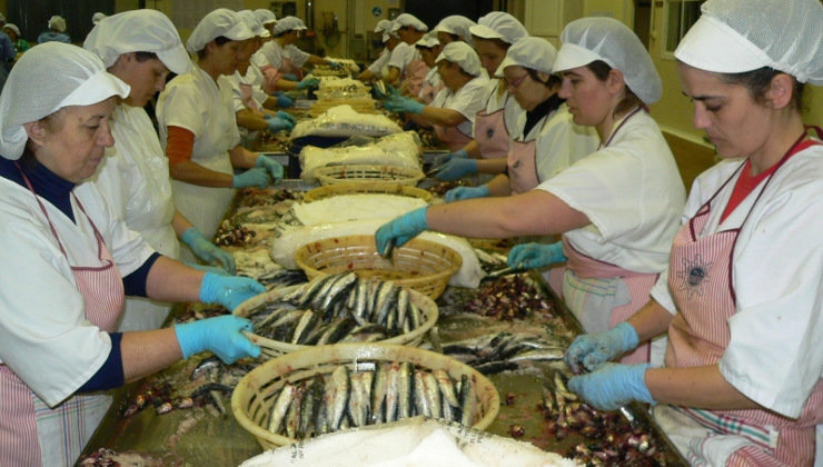 Mujeres elaboran anchoas en salazón en Laredo