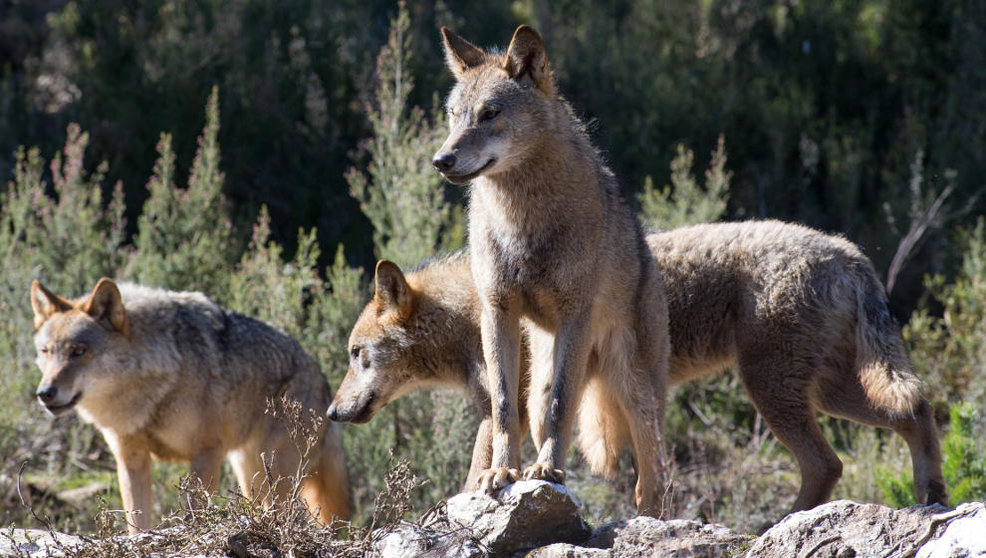El Gobierno de España argumenta que el país tiene que ponerse a la altura de la UE en materia de protección del lobo