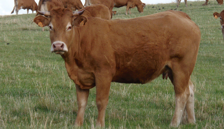 Según los organizadores, esta raza ha pasado a ser la primera de carne en Cantabria, con 13.610 animales inscritos en el Libro Genealógico y 376 ganaderías registradas.