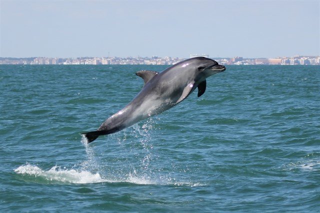 A partir de los datos preliminares obtenidos en el Centro, se puede afirmar que se trata de un delfín común (Delphinus delphi) de avanzada edad, dado su tamaño y el estado de su dentición