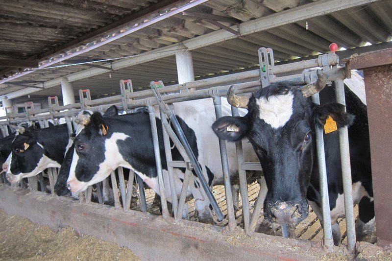 Estabulación de vacas de leche