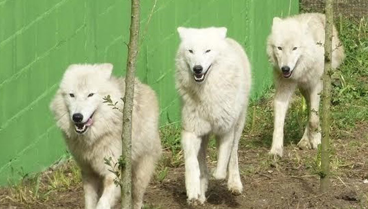 Los tres ejemplares de lobos