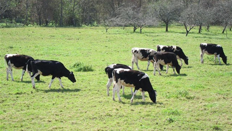 Vacas pastando en Cantabria