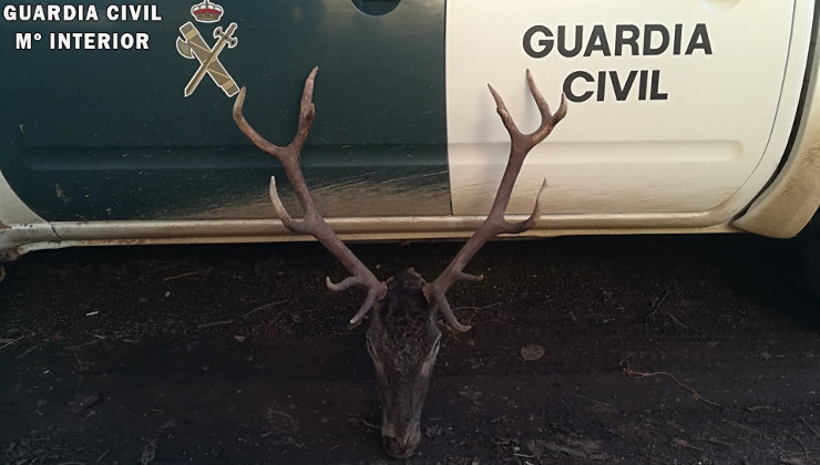 Cabeza de ciervo intervenida por la Guardia Civil. Foto- Guardia Civil