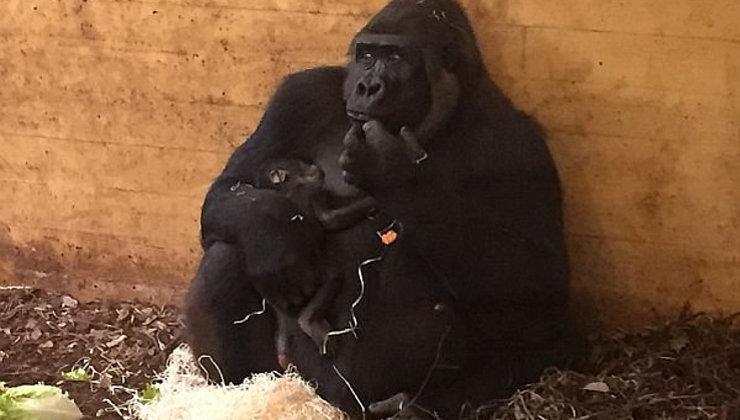 Imagen del gorila recién nacido