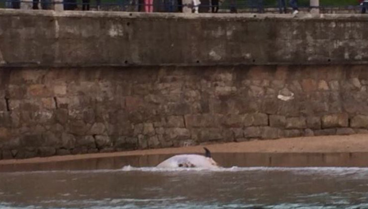 Imagen del delfín muerto publicada en Twitter por la Cruz Roja de Cantabria | @CRECantabria