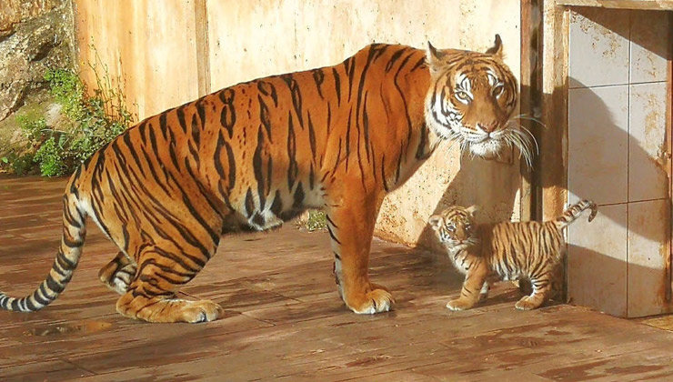 La-cría-de-tigre-de-Bengala