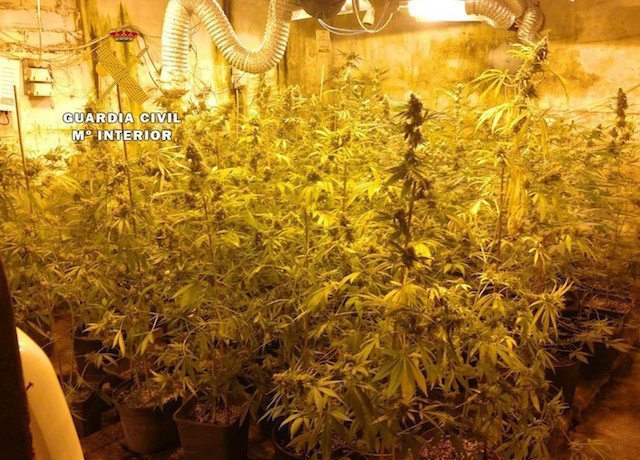 nueva plantación 'indoor' de marihuana