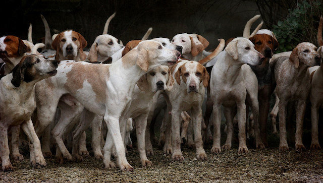 Manada de perros | Foto- Pixabay