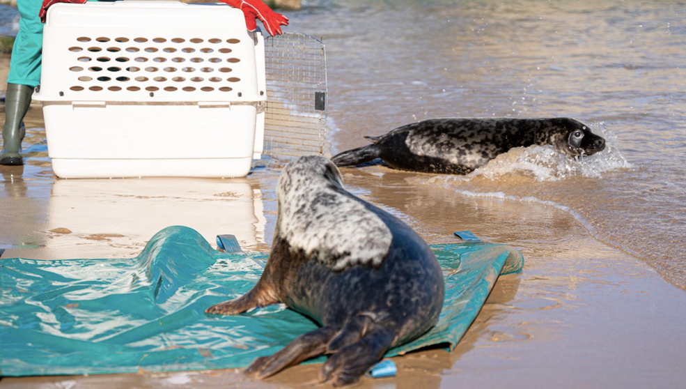 Las dos focas vuelven a su hábitat | Foto-Gonzalo Rogina
