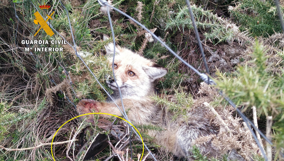 La Guardia Civil pudo liberar a un zorro atrapado