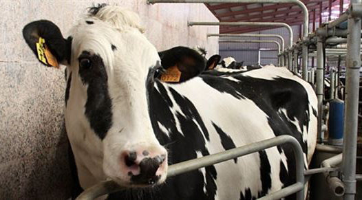 La ganadería de leche está en recesión en Cantabria