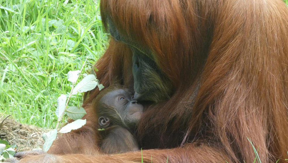 Oihana, la cría de orangután de Sumatra, junto a su madre