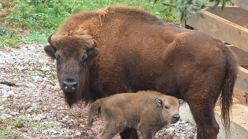 Cría de bisonte nacida este mes en Cabárceno junto a su madre
