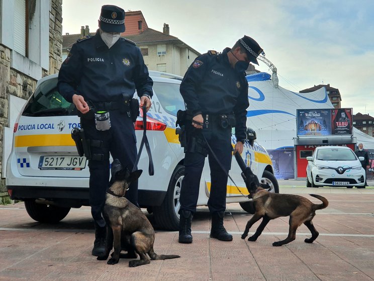 La Policía Local de Torrelavega incorpora una Unidad Canina dos ejemplares de pastor belga