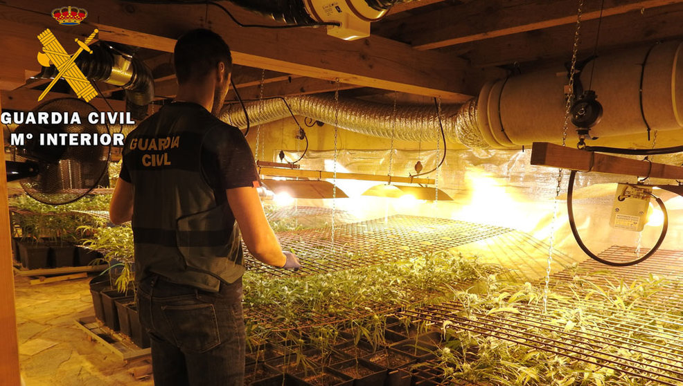 Plantación de marihuana desmantelada en Ramales de la Victoria