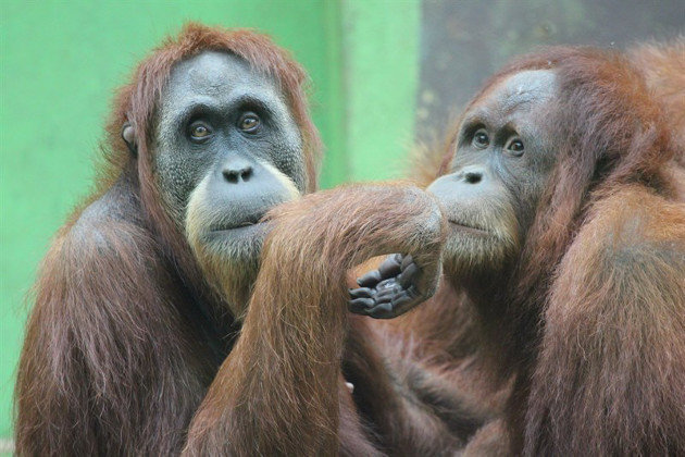 Los orangutanes del Zoo de Santillana
