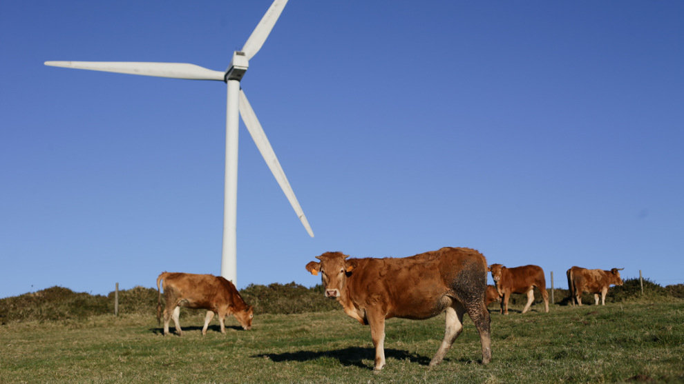Varias vacas pastan junto a un aerogenerador eólico
