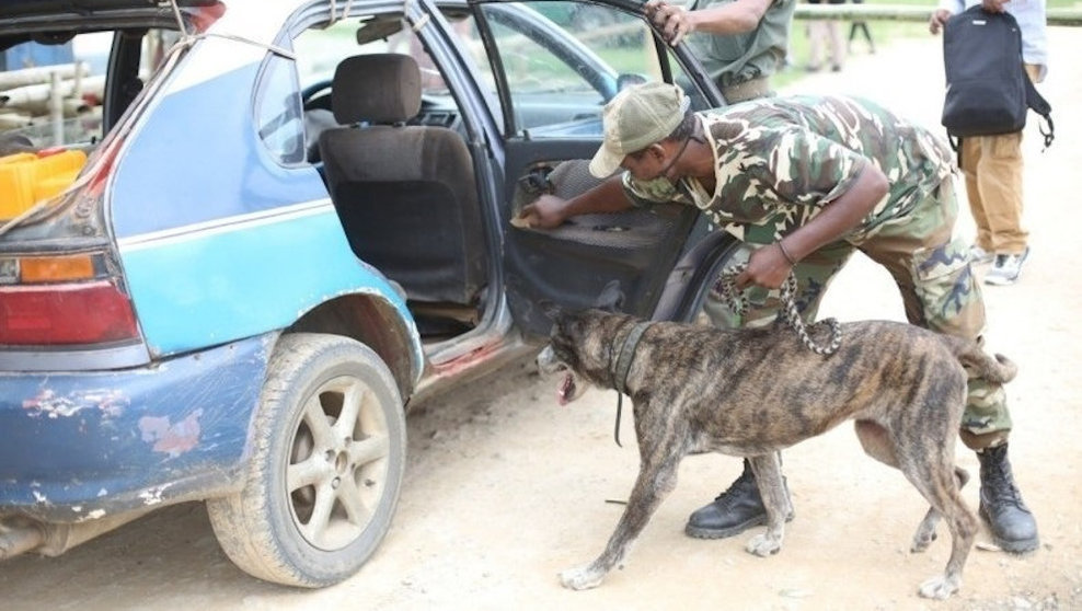  'Holly', una perra jubilada tras combatir el tráfico de animales en el Congo 