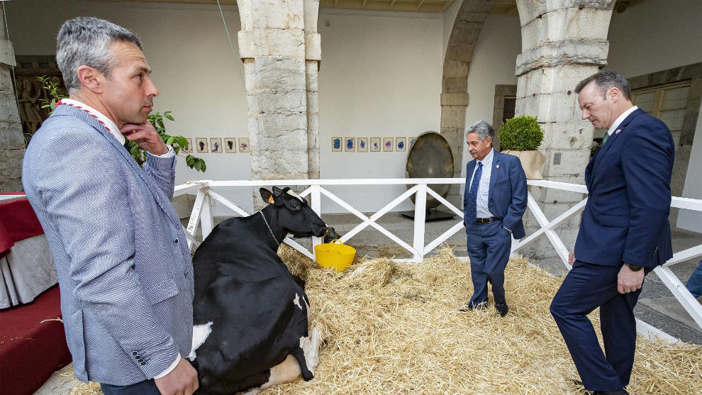 La vaca Llinde Ariel Jordan, protagonista del acto de entrega de la Medalla de Plata de Cantabria a la empresa ganadera SAT Ceceño