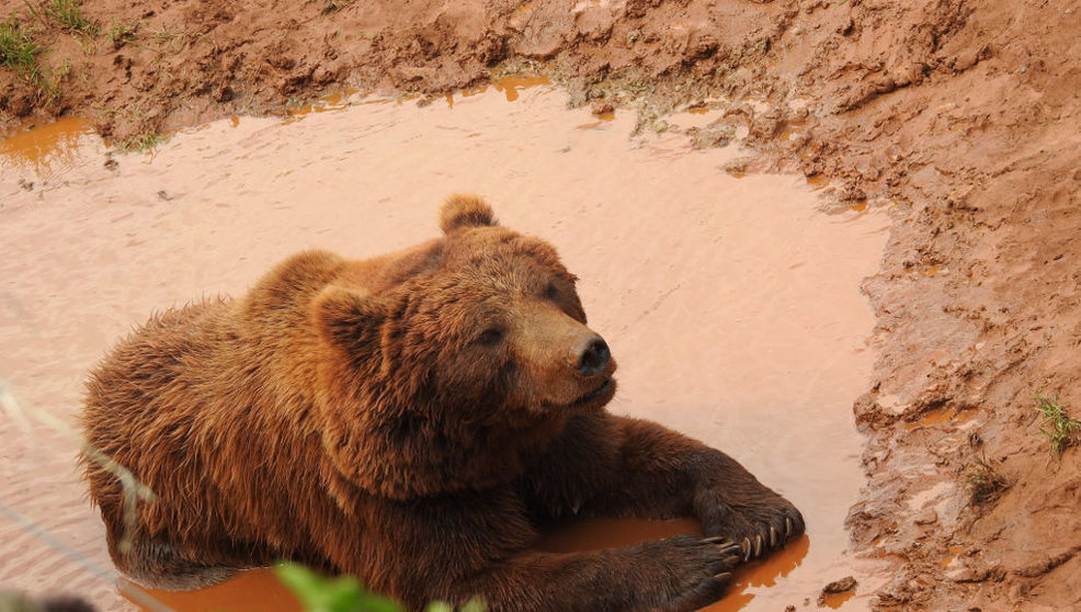 Imagen de un oso tumbado en un charco | Foto- @PCabarceno