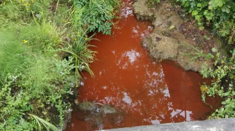 Cartes Sí Puede denuncia el vertido de aguas fecales en el Besaya junto a una zona de baño para niños