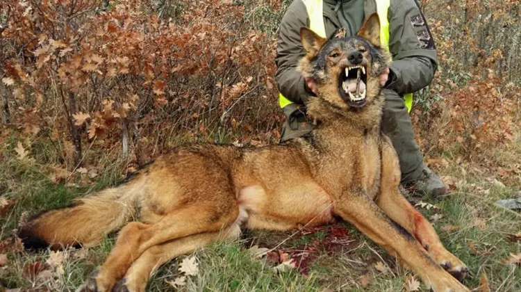 El lobo encuentra en Cantabria, donde ahora tiene 12 manadas, la protección a su caza indiscriminada