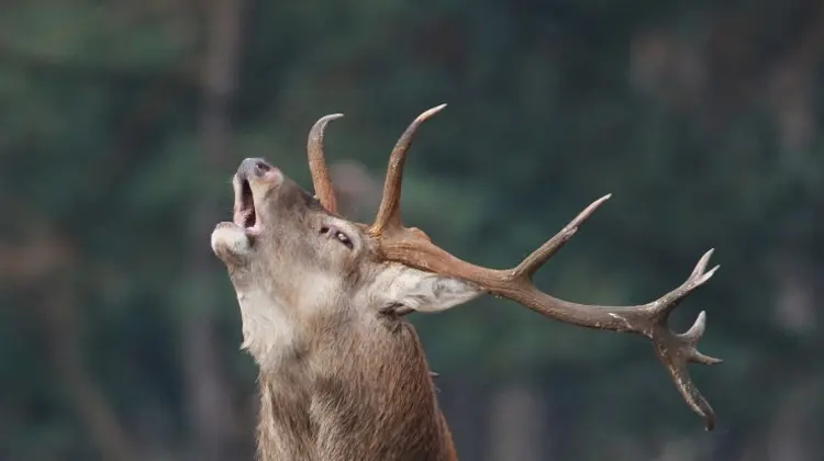 Los montes de Cantabria se preparan para la berrea