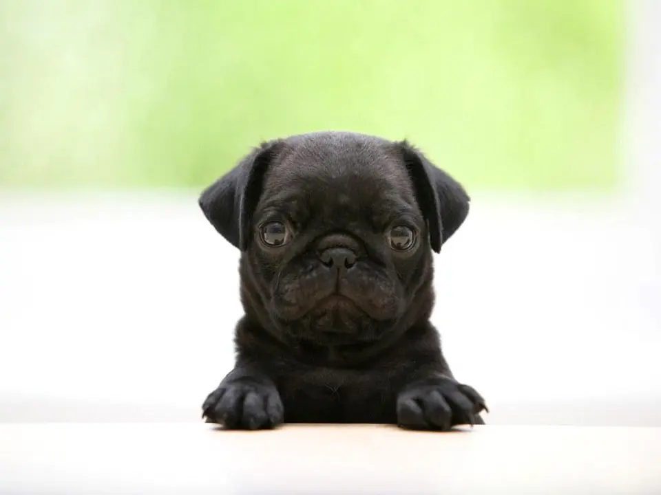 perro, negro, cachorro