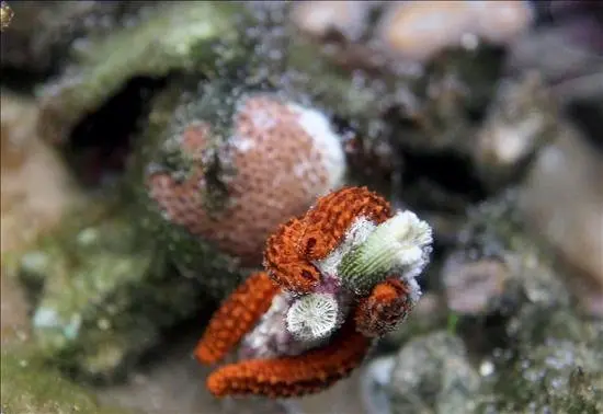 Vista de un coral en las playas de Arraial d'Ajuda, en Bah&iacute;a (nordeste de Brasil). EFE/Archivo
