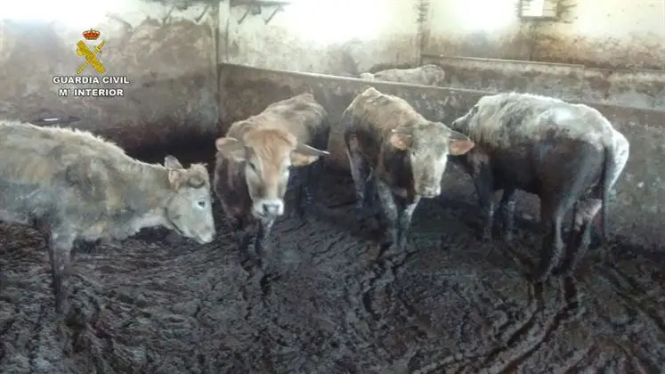 Algunas de las vacas en "un estado lamentable" en la estabulaci&oacute;n ganadera de Barros