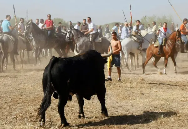toro de la vega