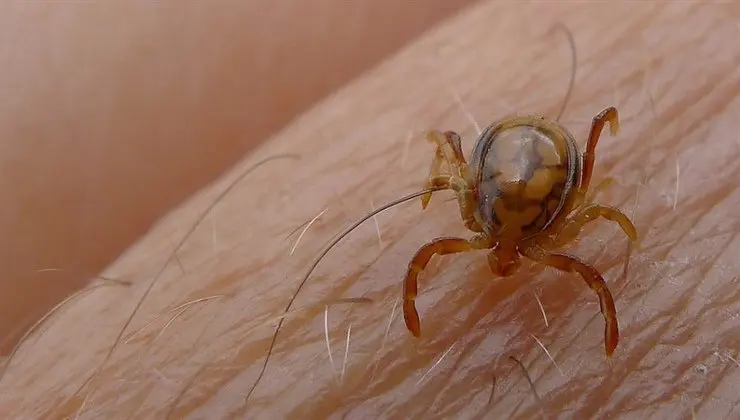 Se ha confirmado un primer fallecimiento por fiebre hemorr&aacute;gica