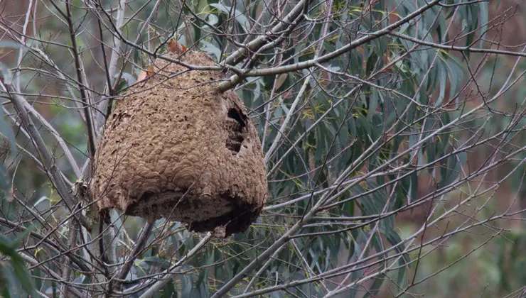 Nido de Avispa Asi&aacute;tica