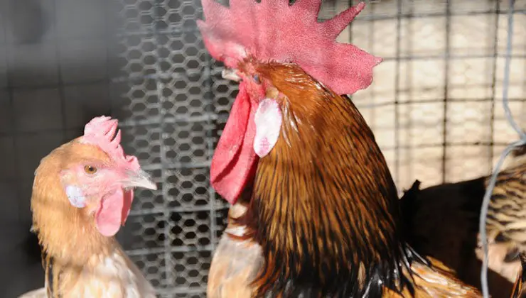 Feria Av&iacute;cola