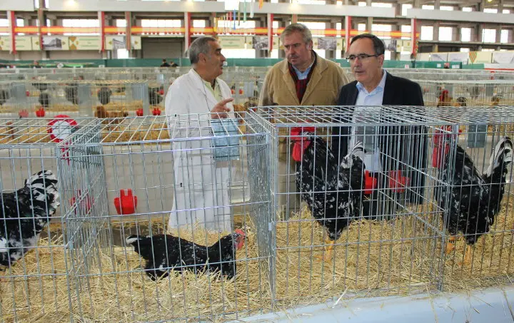Feria Av&iacute;cola Torrelavega