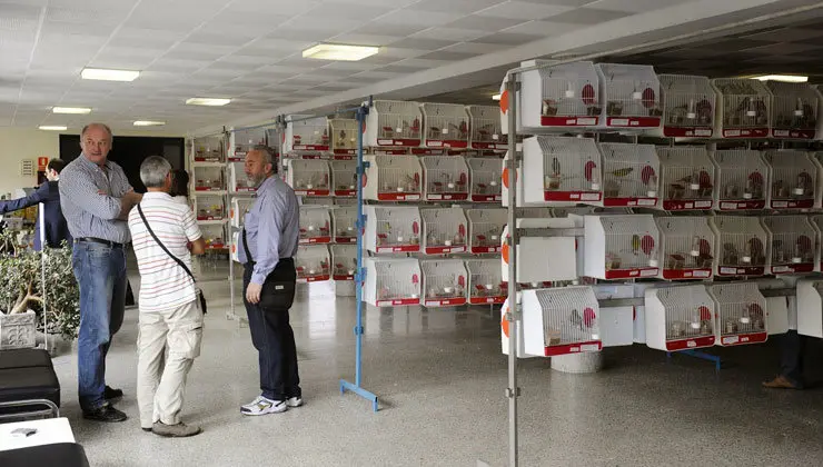 Concurso ornitol&oacute;gico