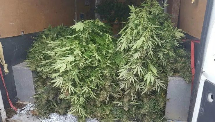 Plantas de marihuana. Foto: Polic&iacute;a Nacional