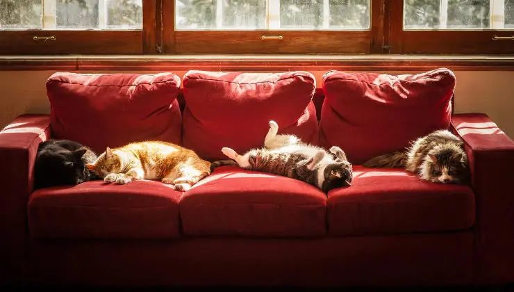 A la hora de comprar un buen sof&aacute; surgen dudas comunes