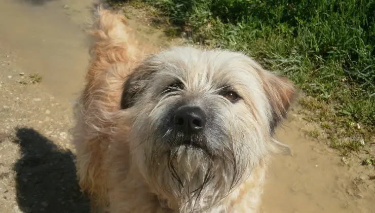 Perro pastor similar al pateado por el ganadero