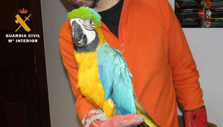 Uno de los guacamayos