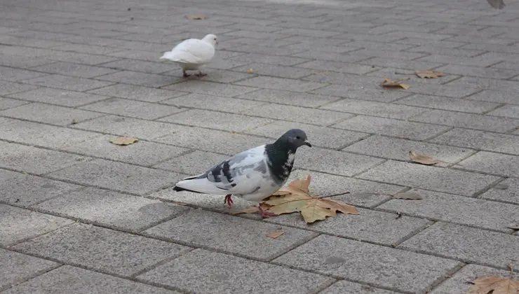 Imagen de una paloma