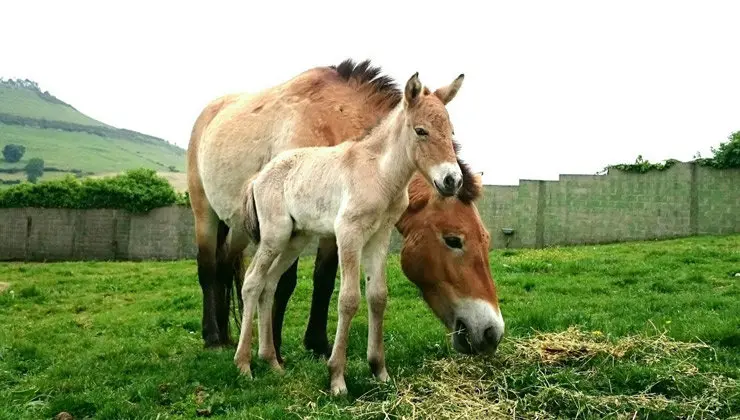 Especie nacida en el zoo