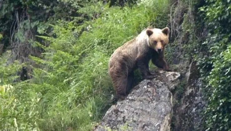 De las cifras globales, dos osas con tres oseznos se encuentran en la comunidad de Cantabria