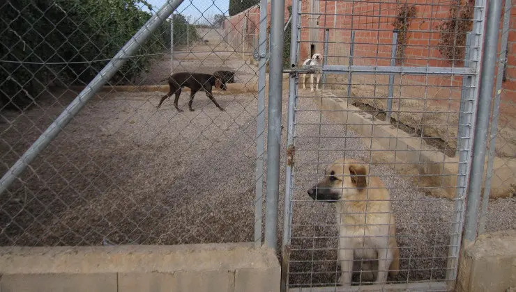 Centro de acogida de animales de compa&ntilde;&iacute;a abandonados