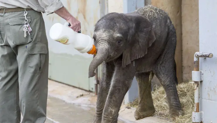Cab&aacute;rceno cuenta con un nuevo ejemplar de elefante africano