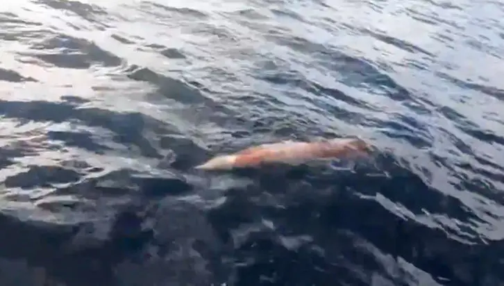 Calamar gigante de 130 kilos