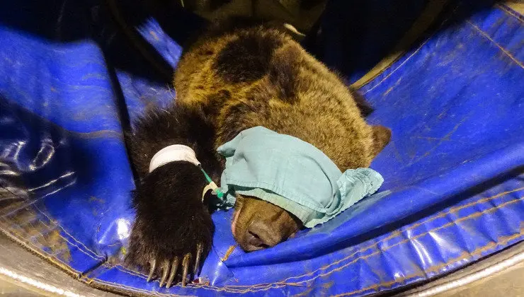 Imagen del osezno capturado