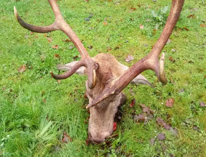 Imagen del venado difundida por la Guardia Civil