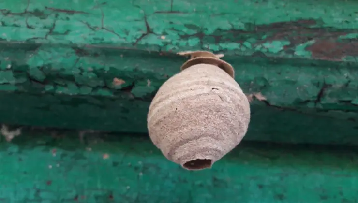 Nido de avispa asi&aacute;tica